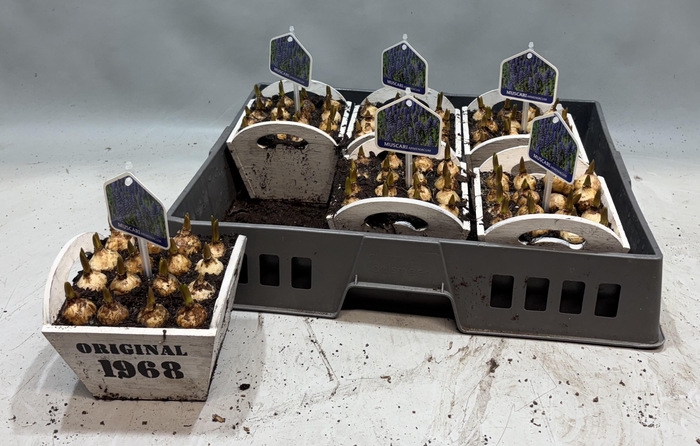 <h4>ARR MUSCARI</h4>