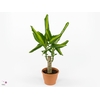 Dracaena Mass Coast, 11 cm pot