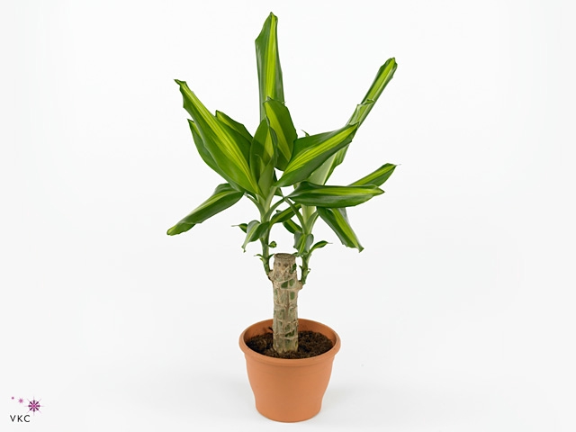 Dracaena Mass Coast, 11 cm pot