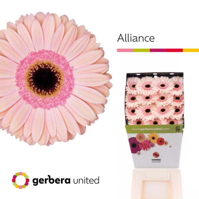 <h4>Gerbera diamond alliance</h4>