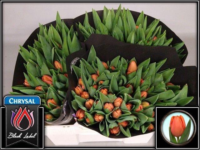 <h4>TU EN TIME OUT</h4>