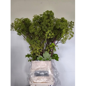 Angelica Gigas