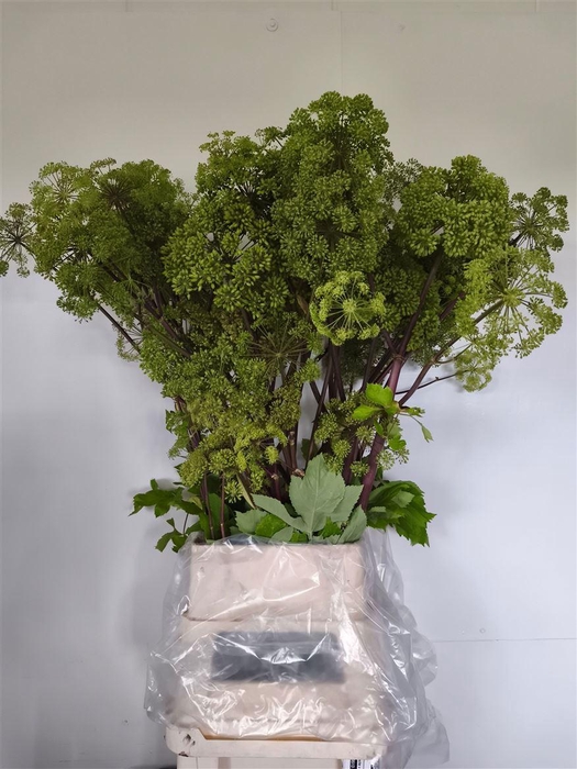 <h4>Angelica Gigas</h4>