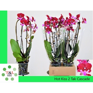 Big Lip Special Hot Kiss Cascade 2 tak