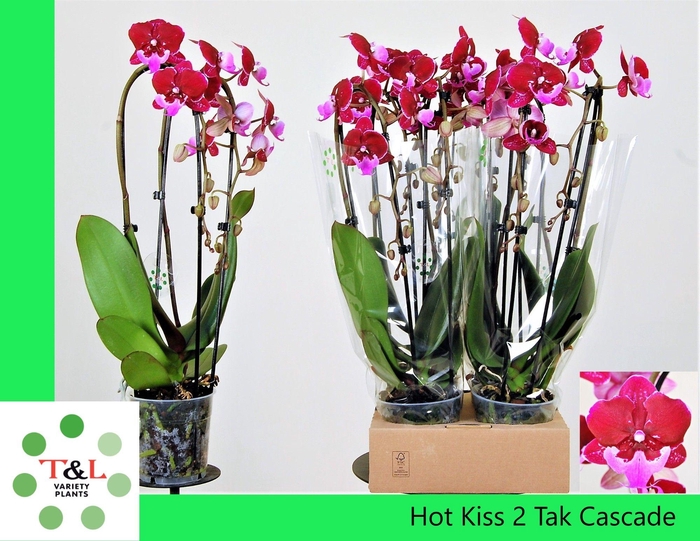 <h4>Big Lip Special Hot Kiss Cascade 2 tak</h4>
