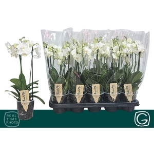 .Phalaenopsis multifloratypes overig wit
