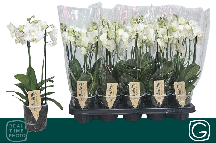 <h4>.Phalaenopsis multifloratypes overig wit</h4>