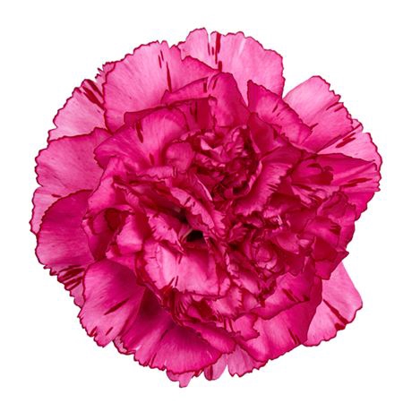 <h4>DI ST AMICO LAVENDER</h4>