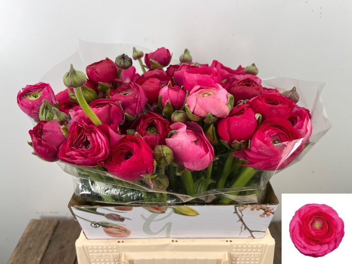 <h4>RAN EL HOT PINK</h4>