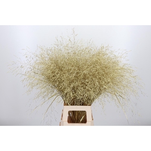 Panicum Kl Bh Goud