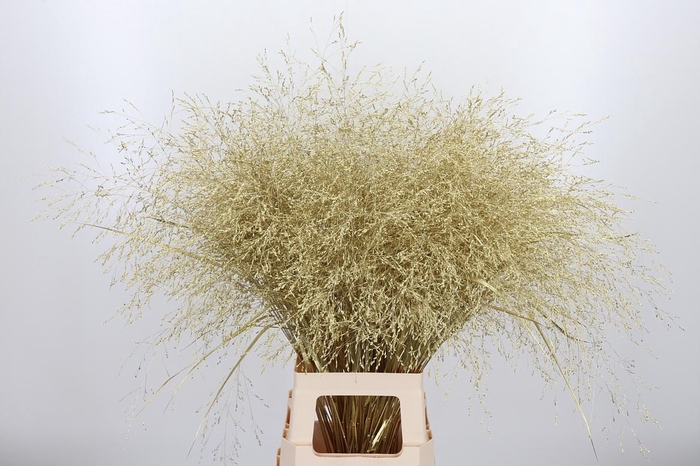 <h4>Panicum Kl Bh Goud</h4>
