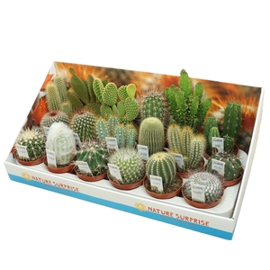 Cactus mix 8,5 cm met foto etiket in presentatiedoos