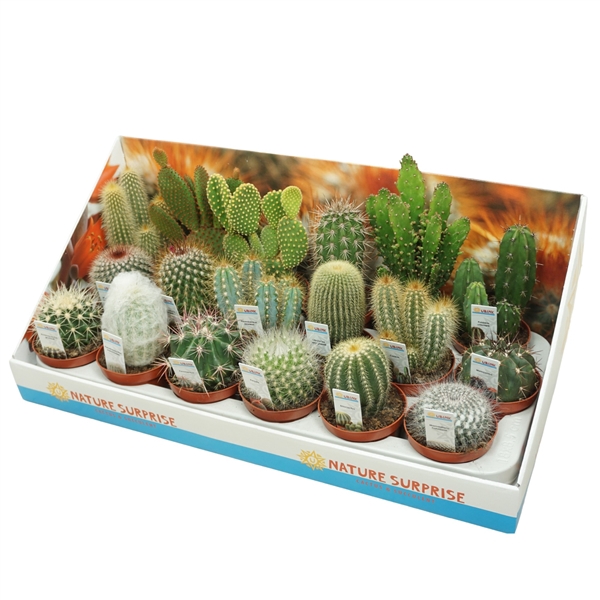 <h4>Cactus mix 8,5 cm met foto etiket in presentatiedoos</h4>