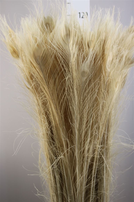 <h4>Dec Pauwenveren Bleached 90cm</h4>