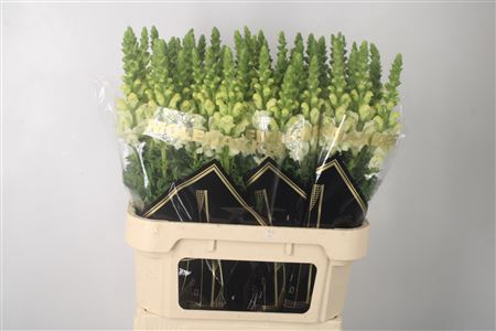 <h4>Antirrhinum Nl. White Ivory Potomac</h4>