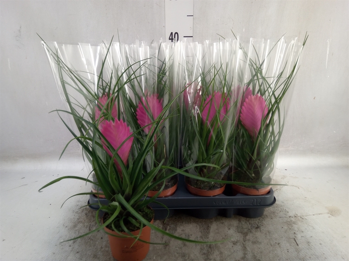 <h4>Tillandsia cyanea 'Anita'</h4>