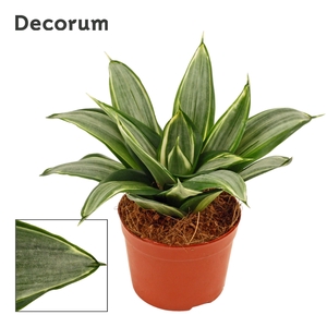 Sansevieria hahnii 9 cm Diamond hahnii (Decorum)