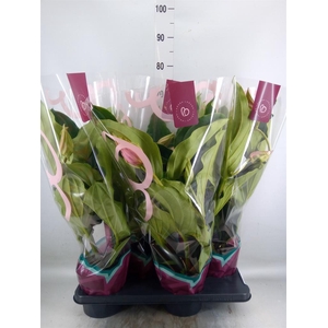 Medinilla magn.