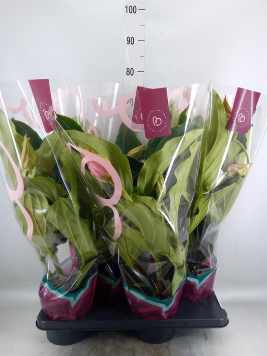 <h4>Medinilla magn.</h4>