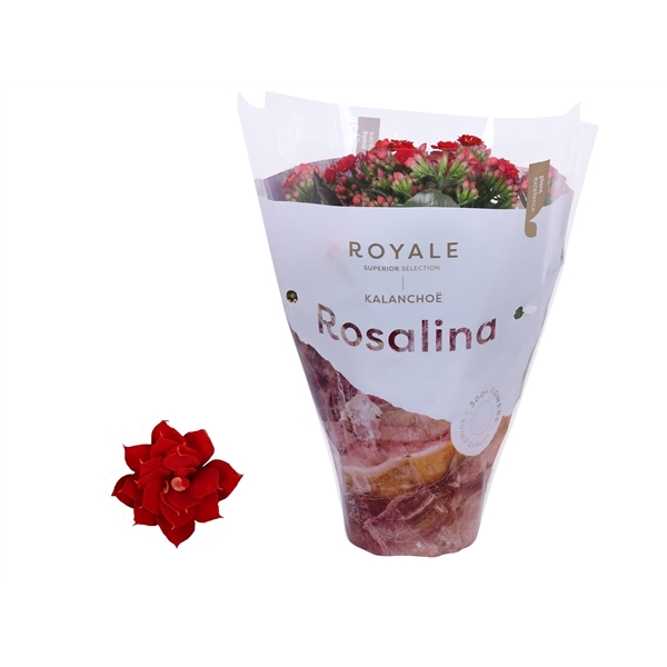 <h4>Kalanchoe Rosalina 12cm Royale Justino rood</h4>