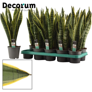 Sansevieria Laurentii 12 cm (Decorum)