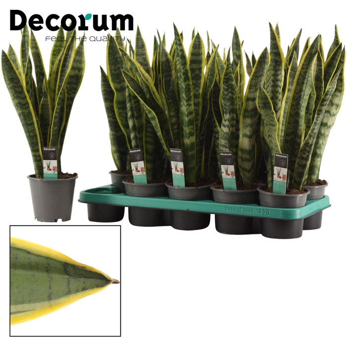 <h4>Sansevieria Laurentii 12 cm (Decorum)</h4>