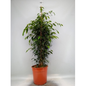 Ficus benja. 'Danielle'
