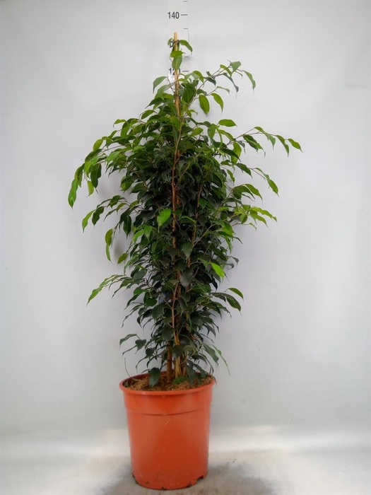 Ficus benja. 'Danielle'