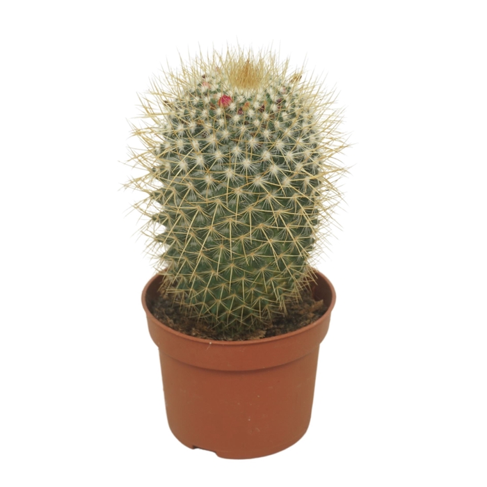 <h4>Mammillaria rhodantha subsp. rhodan</h4>