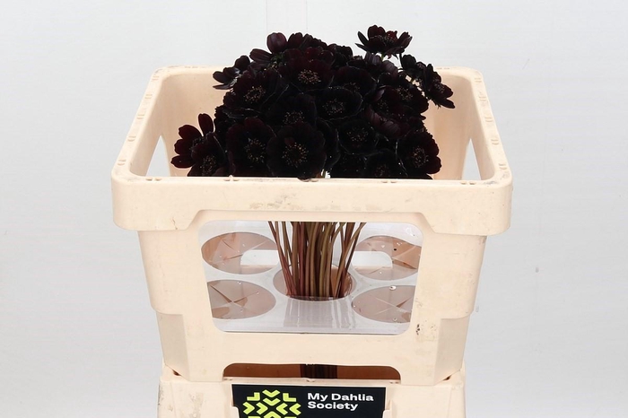 <h4>Cosmos Black Beauty</h4>