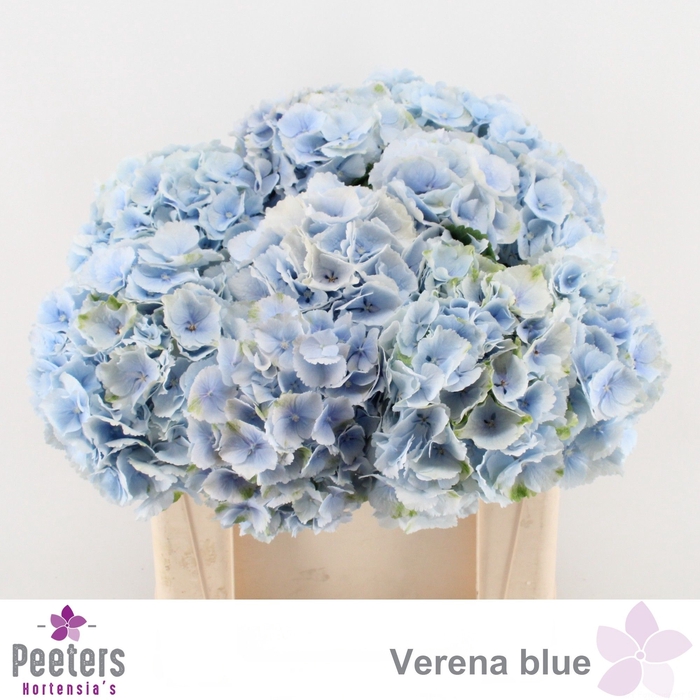 <h4>HYDR M CH VERENA BL</h4>