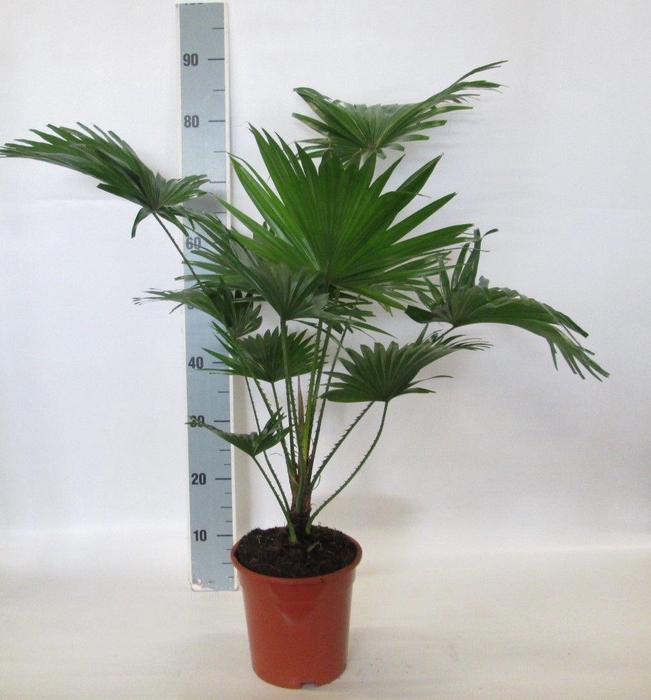 <h4>Livistona rotundifolia</h4>
