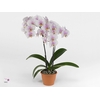 Phalaenopsis  'Ant Copenhagen'