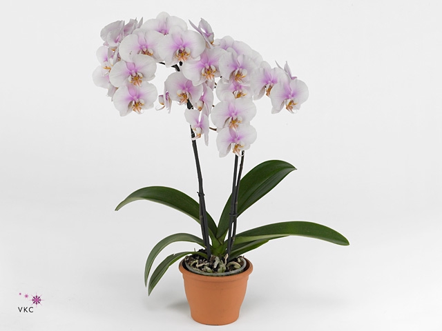 Phalaenopsis  'Ant Copenhagen'
