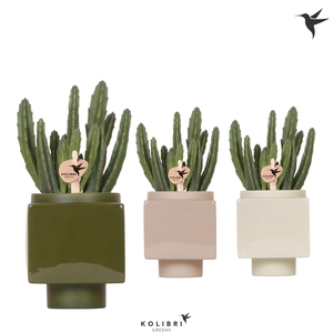 Kolibri Greens Stapelia Leendertziae in Cube pot mix