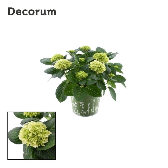 <h4>Hydrangea Bol White 7 - 12 kop in zink groen (Decorum)</h4>