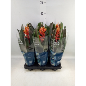 Aechmea  'Pepita Elegant Flames'
