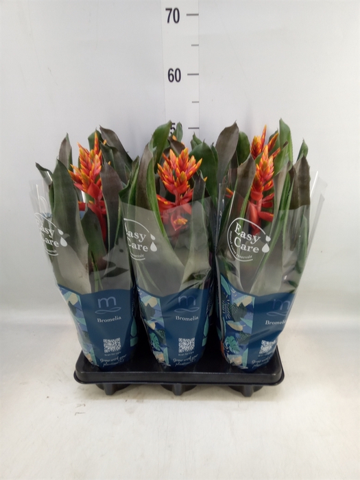 <h4>Aechmea  'Pepita Elegant Flames'</h4>