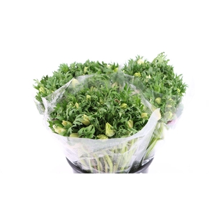 Anem Marianne Pastel