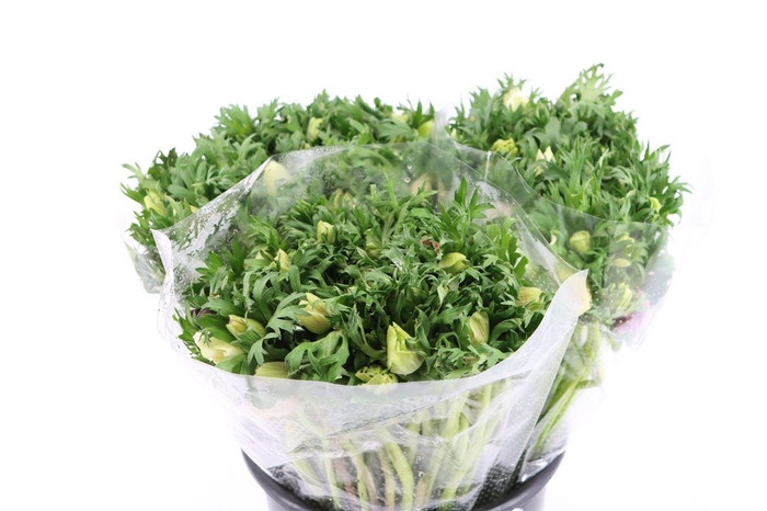 <h4>Anem Marianne Pastel</h4>