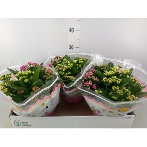 Kalanchoe blos.   ..rosebud mix/pot