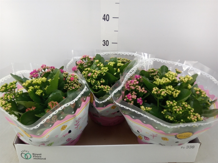 <h4>Kalanchoe blos.   ..rosebud mix/pot</h4>