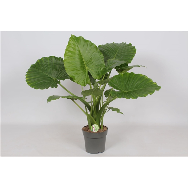 <h4>Alocasia Gageana 'California'</h4>