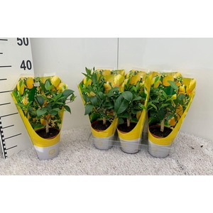 Citrus meyeri Lemon (no fruits) sleeve