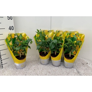 Citrus meyeri Lemon (no fruits) sleeve