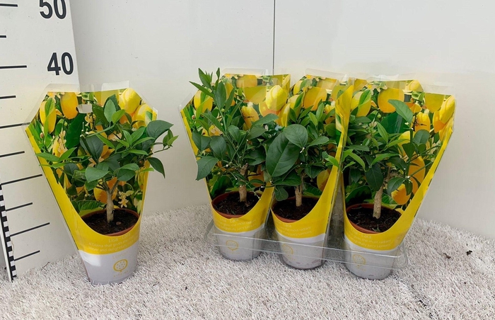 <h4>Citrus meyeri Lemon (no fruits) sleeve</h4>