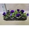 Viola wittrockiana F1 Blue Blotch