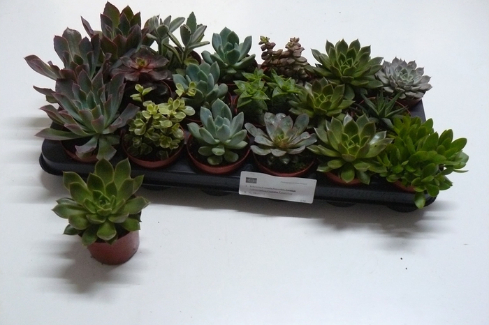 <h4>SUCC GEM 6 SRT</h4>