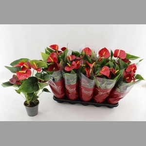 ANTHU AN SUCCESS RED