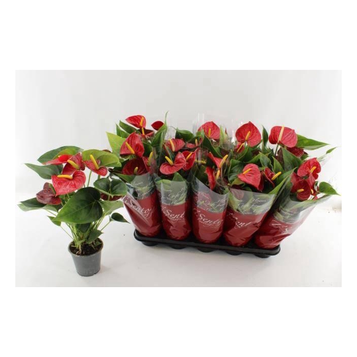 <h4>ANTHU AN SUCCESS RED</h4>